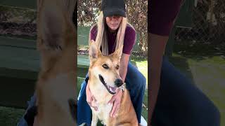 Video preview image #1 Carolina Dog-German Shepherd Dog Mix Puppy For Sale in Pasadena, CA, USA