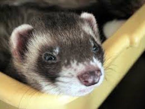 FERRETS