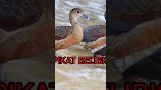 Download lagu suara pikat belibis‼️MP3 #pikat#burung#belibis#pikat mp3