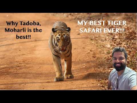 3 Tigers Surrounded Us! | My Best Ever Tiger Safari | Tadoba (Moharli Zone) is the best!!