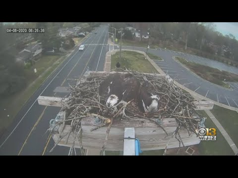 Hatchwatch On With Osprey Cam
