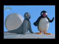 The Pingu Show Photographer And School Excursion