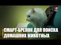 Разработчик — житель Гомельщины. Новый сервис поиска пропавших домашних животных запустили в Беларуси