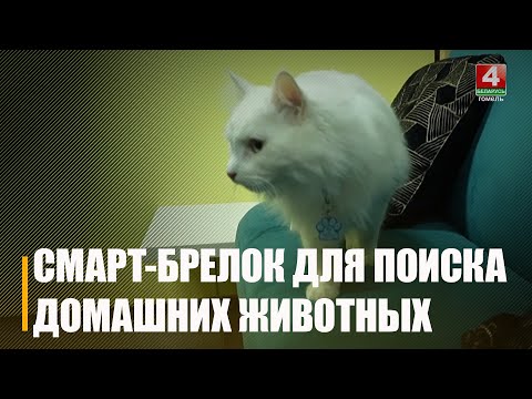 Разработчик — житель Гомельщины. Новый сервис поиска пропавших домашних животных запустили в Беларуси видео