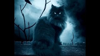 la lune et les chats