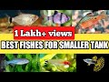 Best Fish For Small Aquarium In India