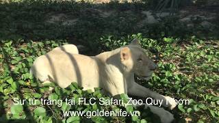 preview picture of video 'Sư tử trắng tại FLC Safari Zoo Quy Nhơn - Golden Life. Travel'