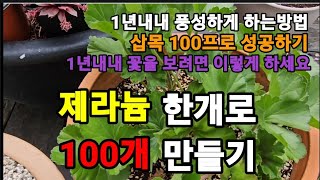 제라늄 딱 한개로 100개 만들기 365일 꽂 피게하고 풍성하게 키우기! #제라늄재배 #제라늄키우기 #제라늄…