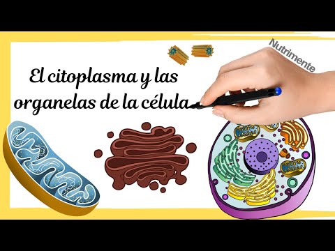 THE EUKARYOTIC CELL - Cytoplasm and organelles