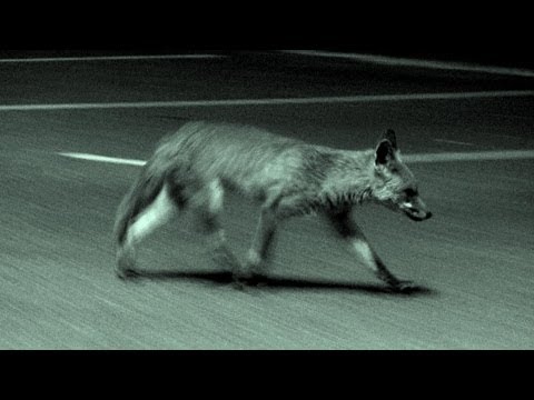 Urban fox calling in the UK Urban fox calling in the UK