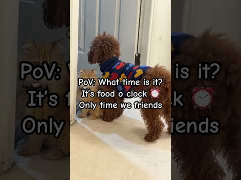 Trillion & Firdaus, dog cat sibling duo from Delhi, Gurgaon to cheer you up  #dog #cat #funny #pets