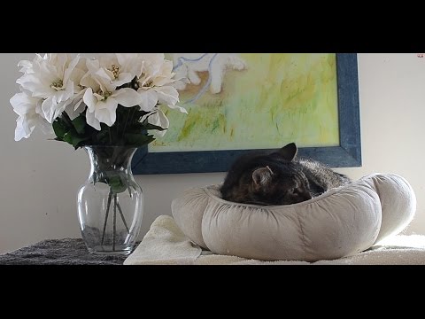 Котешката версия на "Имението Даунтън"