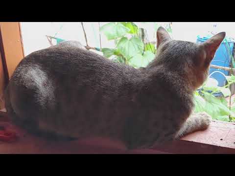 cat enjoying little rain sitting on window..
