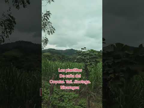 La buena caña de azúcar de la comunidad del Coyolar. San Sebastián de Yalí. jinotega. Nicaragua