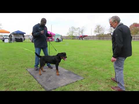 2023-Dec-2 - Bishop von Haus Mizan - VP1 & Best Puppy (6-9 month puppy males)