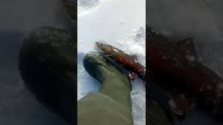 Пули для ловли ленка