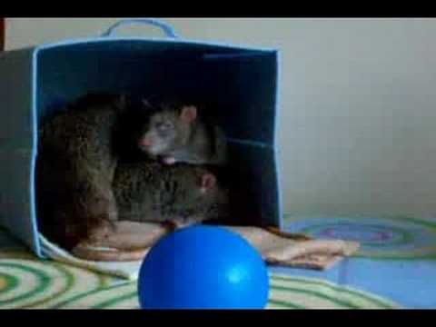 In Memory of our Rat - Nibblett!