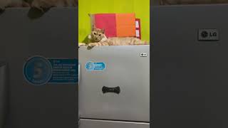 Download lagu Oyan muak sm babu😂😂#cat#catlovers #catvideos #pets#lucinglucuviral#masukberanda#fypシ mp3 Download lagu Oyan muak sm babu😂😂#cat#catlovers #catvideos #pets#lucinglucuviral#masukberanda#fypシ mp3