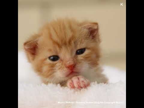 download lagu mp3 mp4 Gatto Sette Vite, download lagu Gatto Sette Vite gratis, unduh video klip Gatto Sette Vite