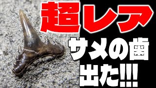 【超レア】サメの歯発見！ Super rare shark tooth
