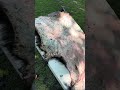 🐻DIY Bear Hide Preservation