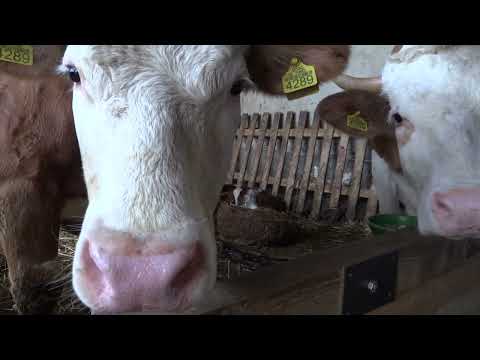 Naša priča ep.159 07.09.2018. - Stočarstvo - selo Beljajka, Despotovac