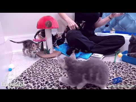 In which I exhaust the mods by fast-talking about FeLV