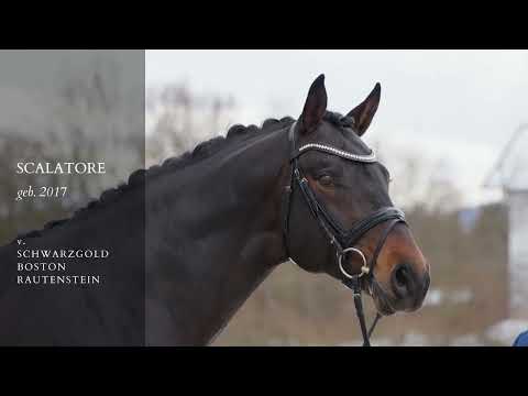 Scalatore *2017 v. Schwarzgold- Boston - Rautenstein