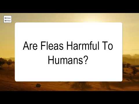 Are Fleas Harmful To Humans