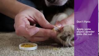 What To Do If Dog's Nails Are Bleeding