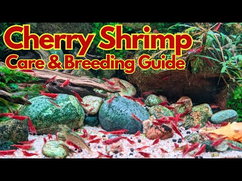 Cherry shrimp Neocaridina davidi setup breeding guide