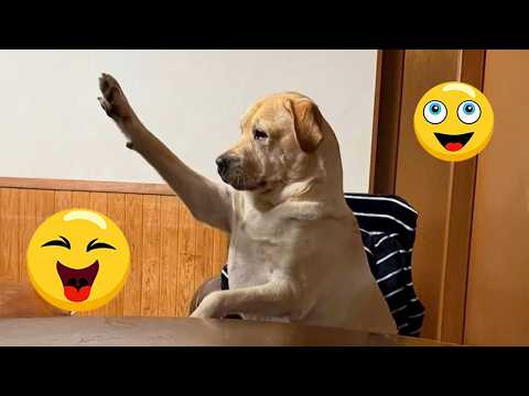 I Wanted a Dog, But God Gave Me a Comedian! 🐶😂| TOP Funny Dog Videos 2026 #35