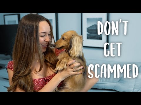 How To Find A Breeder In Your Area - TIPS TO AVOID SCAMMERS