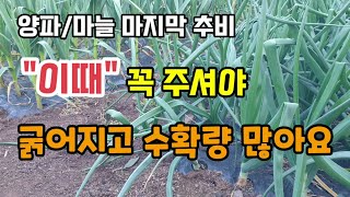 양파/마늘 마지막 추비웃거름 "이때" 꼭 비료 주셔야 양파마늘이 굵어지고 수확량 많아요.