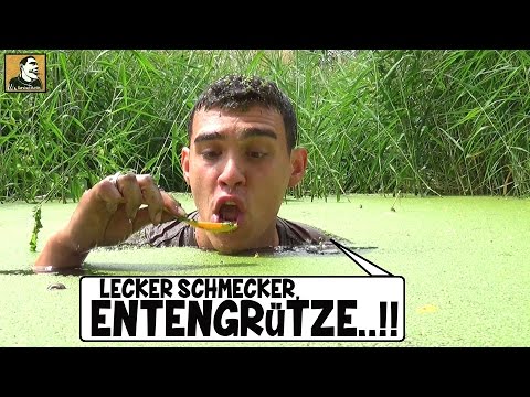 "Survival Mattin" eats duckweed, pondweed, and duckweed, and barely survives.