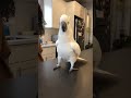 He Thinks He S A Superstar DJ Cockatoo