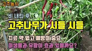 고추농사 고추풋마름병(청고병)으로 고추를 많이 뽑았습니다  고추를 뽑아야하는 이유와 예방법은?