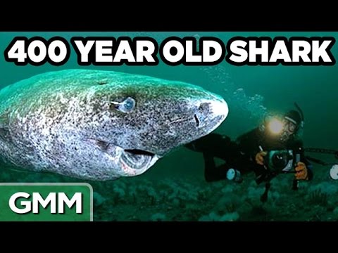 Oldest Animals In The World