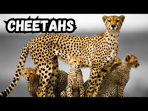 Cheetahs for Kids: Learn All About Cheetahs | Speed, Habitat, Diet, Cubs, & Facts | World of Cheetah