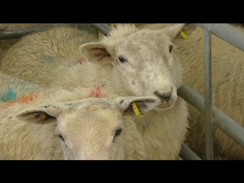 First appearance of animal virus in UK