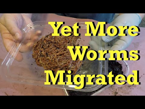 Newest bin's 1st feeding & added migrated worms from other bins - vermicomposting