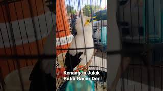 Download lagu Jalak Putih Gacor Isian mp3