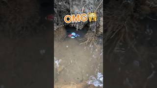 caught a betta fish that was released into the wild by someone else🐠🙀#betta #bettafishtank