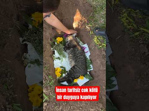 İnsan dostunu kaybedince,toparlanamıyor #youtubeshorts #kedi #yavruhayvanlar #animals #patidestek