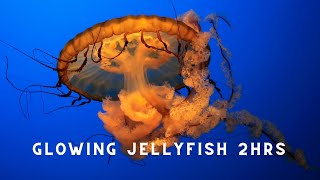 Stunning Jellyfish Swimming | Coral Reef Animal | Soothing relaxing Music for Stress or Anxiety 🐋