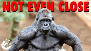 You Actually Think The Gorilla Has A Chance?