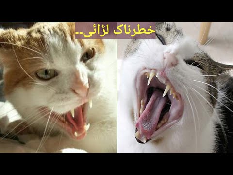 Desi point Series| part 2|| cats fight in Punjab|| roral life|| Muneeb k TV|| MK network