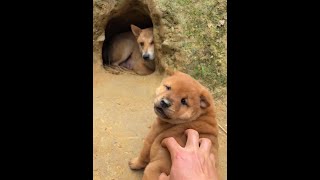 Download lagu Don't touch me if you don't bring anything to eat! Pastoral Dog Small Milk Dog Chinese Pastoral Dog mp3