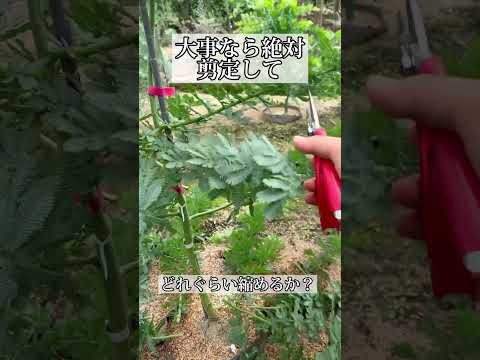 園芸 冬のミモザ