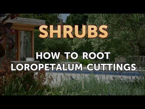 How to Prune a Bottlebrush Shrub